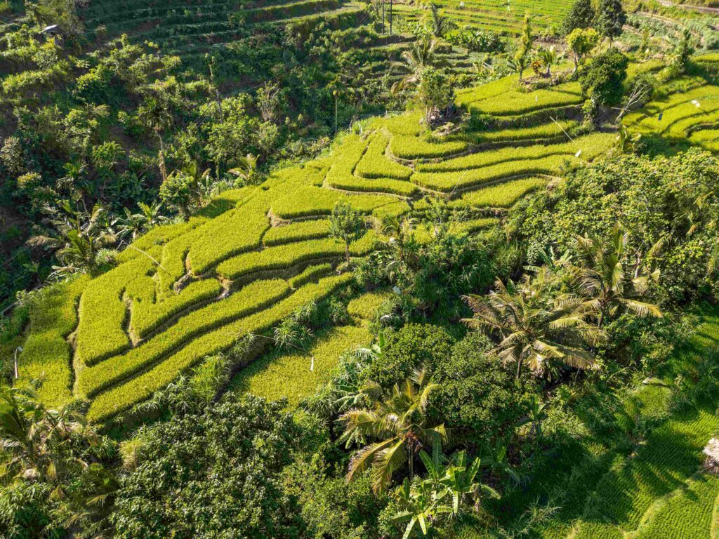 Bali rice terraces and tropical landscape